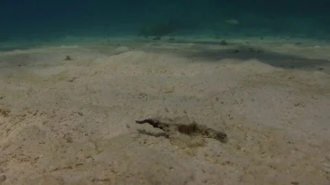 Seamoth - pegasus - eurypegasus draconis Stock Footage 79862658