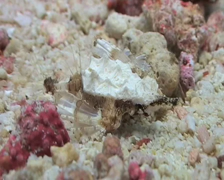 Seamoth - Pegasus Stock Footage 1092475