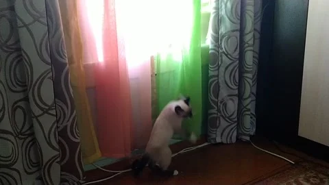 Seamy cat reaches for the window Stock Footage 156175360