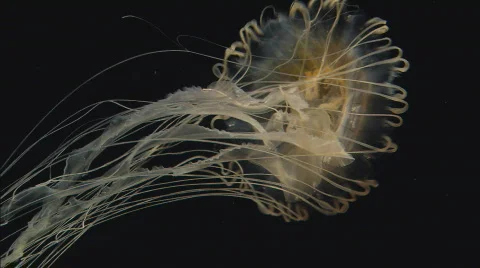 SeaNettle Stock Footage 490351