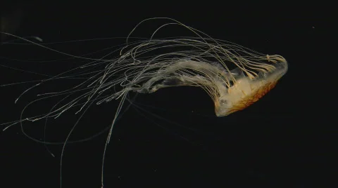 SeaNettle2 Stockbeeldmateriaal 490511