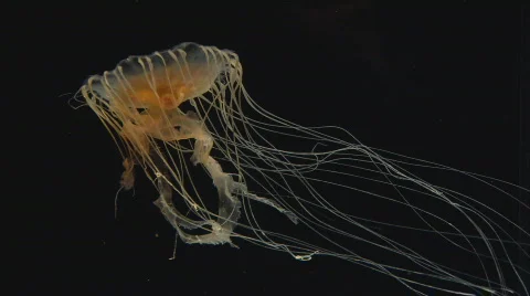 SeaNettle3 Stockbeeldmateriaal 490489