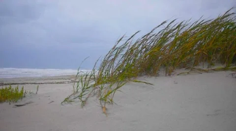 Seaoats blowing in the wind Vidéo 8832462