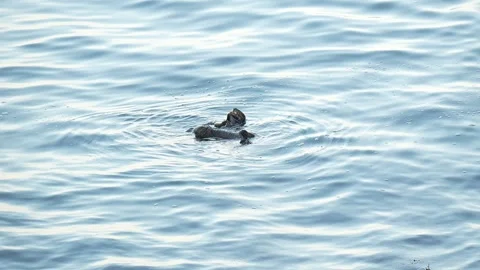 A seaotter on the ocean. Vidéo 293188813
