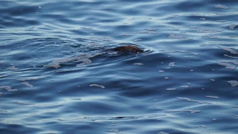 A seaotter on the ocean. Vídeos de archivo 312088950