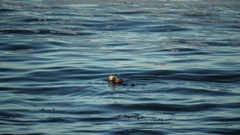 A seaotter in the ocean. Video stock 316274842