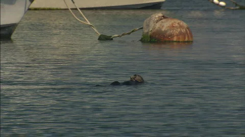 SeaOtterChowingDown Stock Footage 478340