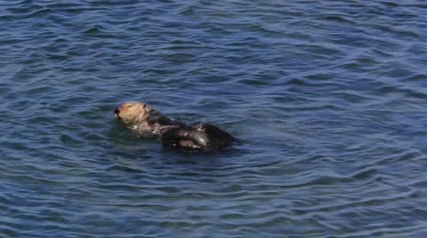 SeaOtterGrooming Video stock 4977628