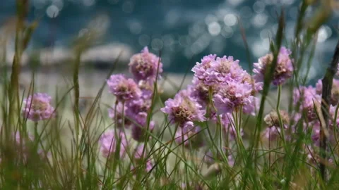 Seapinks close up in slow motion Stock Footage 167550461