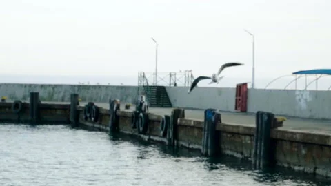 Seaport. Close-up of seagull flying over harbor. Slow motion. HD Stock Footage 108220876