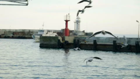 Seaport. Close-up of seagull flying over harbor. Slow motion. HD Vidéo 108220951