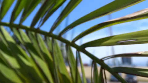 Seaport dock's cranes through palm leaves. Camera moving. Batumi. Georgia Stock Footage 55767799