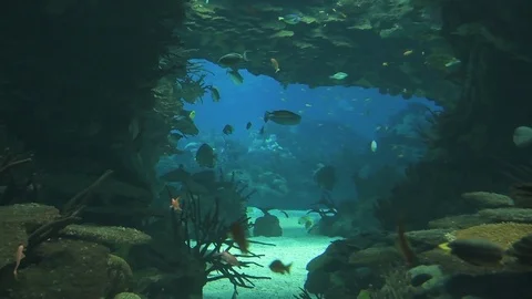 Seaquarium Stock Footage 112634101