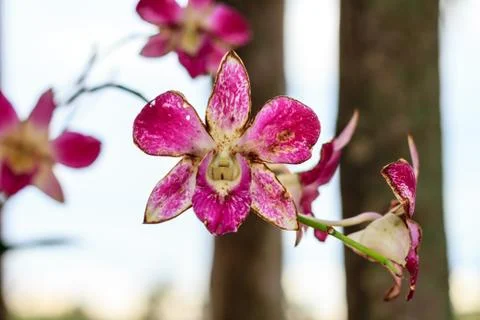 Sear orchid Stock Photos