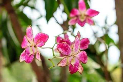Sear orchid Stock Photos