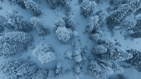 Search and rescue drill over snow coated pine canopy, aerial slow motion Stock Footage 321435273