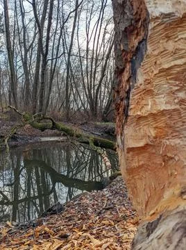 In search of beavers Foto stock