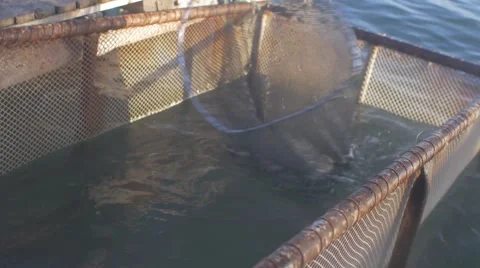 Search for fish Stock Footage 62402780