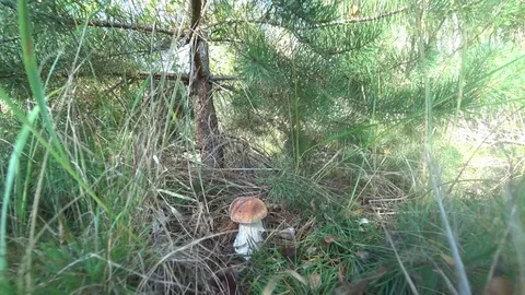 Search of mushrooms in the forest Stock Footage 79844372