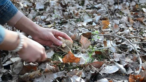 Search for mushrooms in the forest Stock Footage 159705235