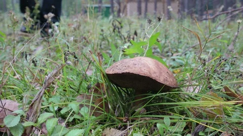 Search for mushrooms in the forest. A man cuts a brown mushroom with a knife 動画素材 123202437