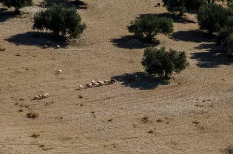 In search of the shadow of the olive trees Stock Photos