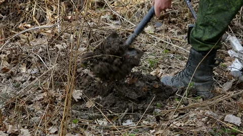Search for treasure, digging ground Stock Footage 49627596