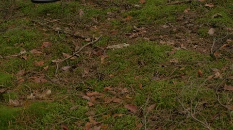 Search for treasure. Video stock 67228052