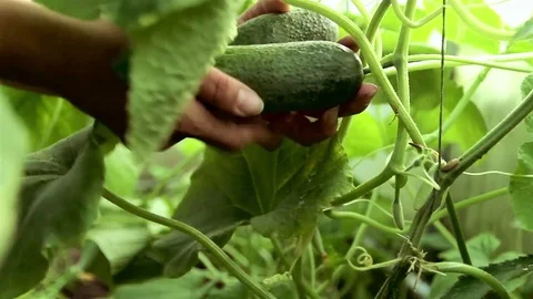 Searching and pulling mature cucumbers. Hothouse working Stock Footage 74734655