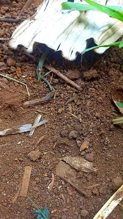 Searching for Antlion in Sandy Soil and Finding One 스톡 동영상 343095108