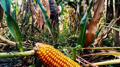 Searching for corn in corn fields Video stock 252354839