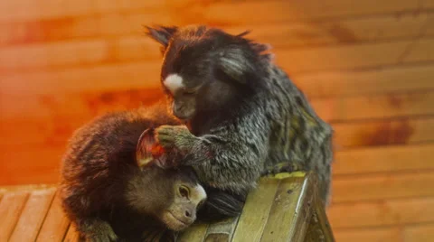 Searching Fleas Stock Footage 34839584