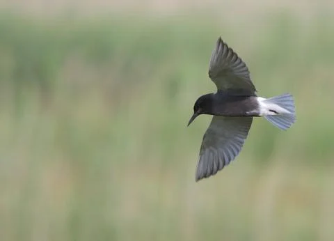 Searching Stock Photos