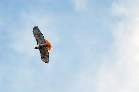 Searching Stock Photos