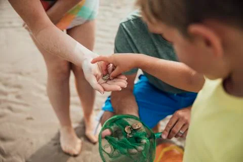 Searching for Shells at the Beach Fotos Stock