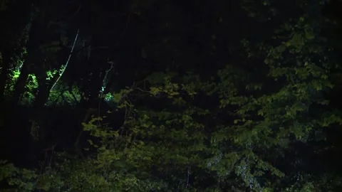 SEARCHING FOR SOMEONE OR SOMETHING AT NIGHT WITH FLASHLIGHT Stock Footage 313472778