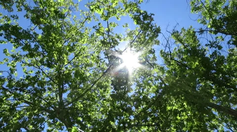 Searching sun plane trees  Stock Footage 56296221
