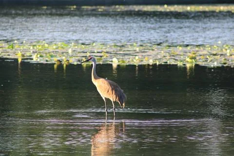 Searching for Supper 库存照片