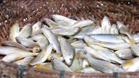 Seas fish Stock Footage 258767242