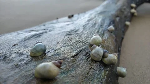Seasails on log in the Caribbean Pt.01 Stock Footage 141701007
