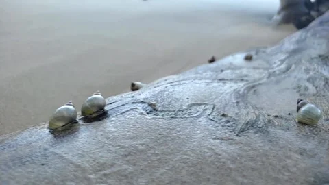 Seasails on log in the Caribbean Pt.02 Stock Footage 141700910