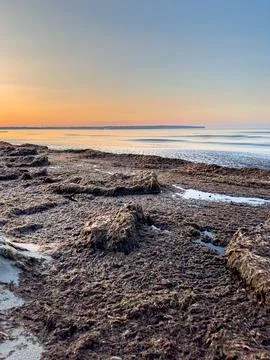 Seascape with algae on the wild shore. Foto stock