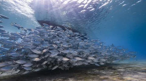 Seascape with Bait Ball, School of Fish in the coral reef of the Caribbean Sea Stock Photos