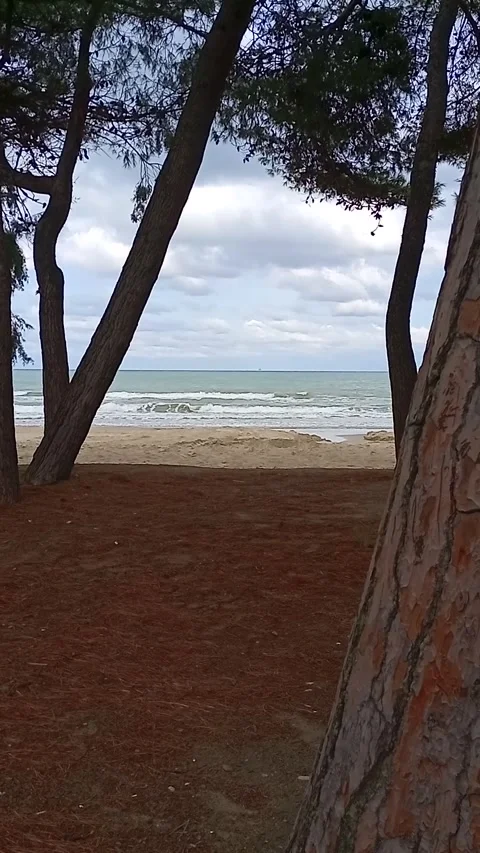 The seascape between the pine trees Stock Footage 287736608