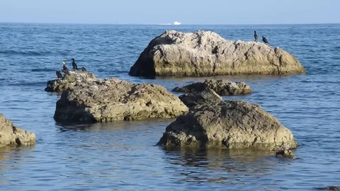 Seascape with birds Stock Footage 80800812