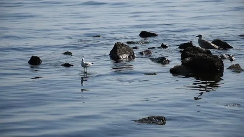 Seascape with birds Stock Footage 114826727