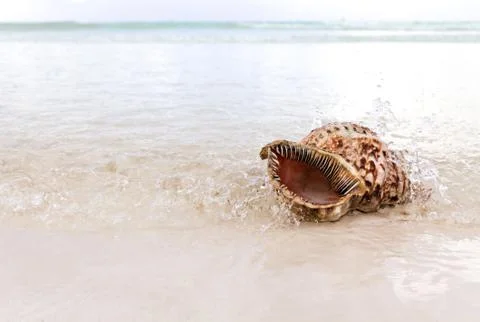 Seascape with Cockleshell. Copy Space Stock Photos