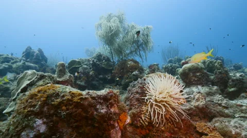 Hunting Blue Runner in bait ball, school of fish in turquoise water of  coral reef in Caribbean Sea, Curacao Stock Photo