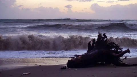 Seascape with cut pine stump with roots that was fallen while storm laying in Stock Footage 70826437