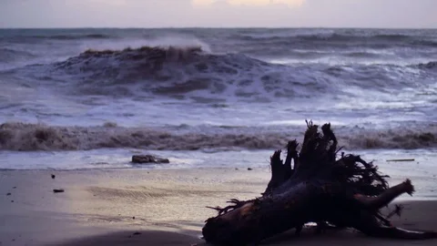 Seascape with cut pine stump with roots that was fallen while storm laying in Stock Footage 70826632